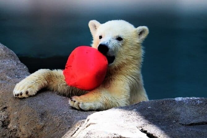 Winter Asahiyama Zoo and Blue Pond Aoi-Ike 1 Day Bus Tour - Visiting the Blue Pond Aoi-Ike