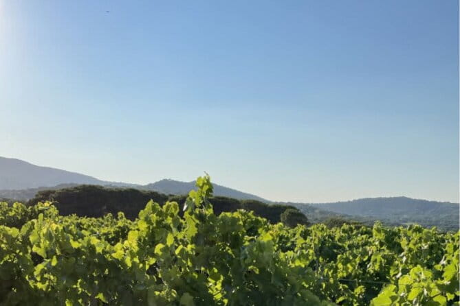 1/2 day, private wine tour, van from Saint Tropez - Final Thoughts: Is This Tour Right for You?