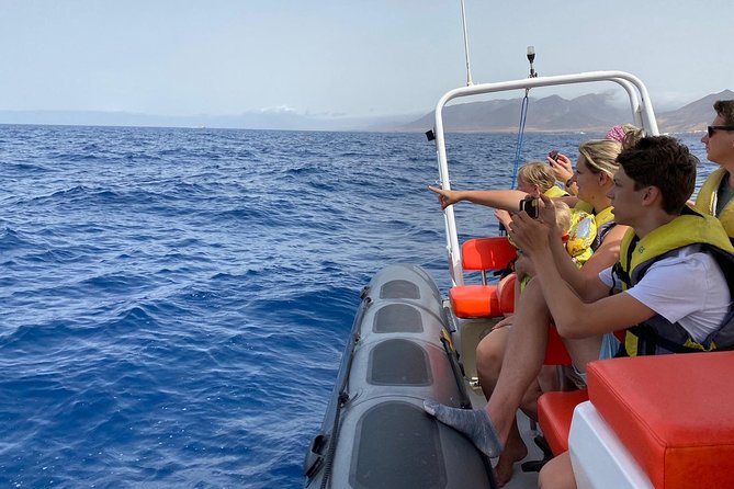 1.5-Hour Dolphin and Whale Watching Tour - Just The Basics