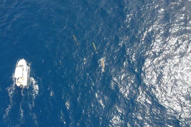 1.5-Hour Dolphin and Whale Watching Tour - Meeting and Pickup Locations