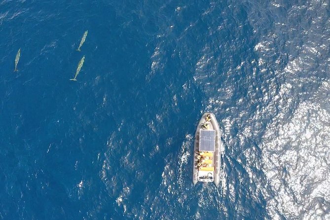 1.5-Hour Dolphin and Whale Watching Tour - Tour Start Time and Duration