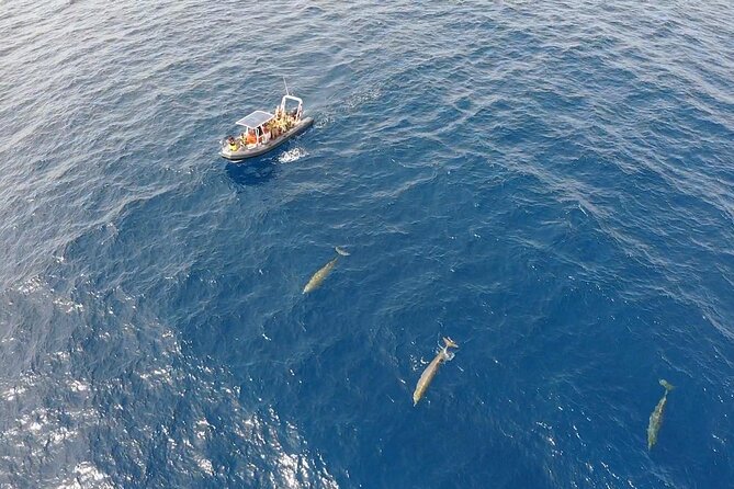 1.5-Hour Dolphin and Whale Watching Tour - Recommended Attire and Items