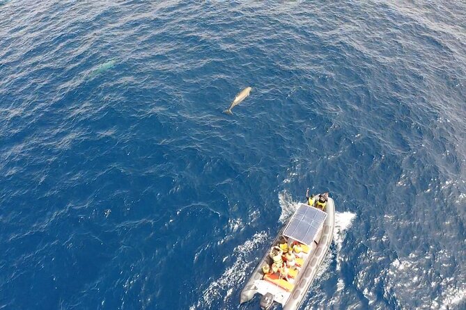 1.5-Hour Dolphin and Whale Watching Tour - Participant Restrictions and Limitations