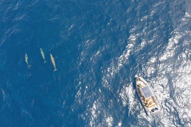 1.5-Hour Dolphin and Whale Watching Tour - Cancellation and Refund Policy