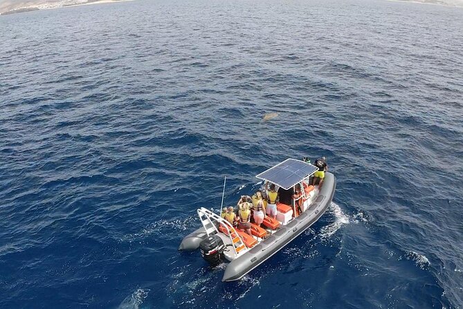 1.5-Hour Dolphin and Whale Watching Tour - Additional Tour Information