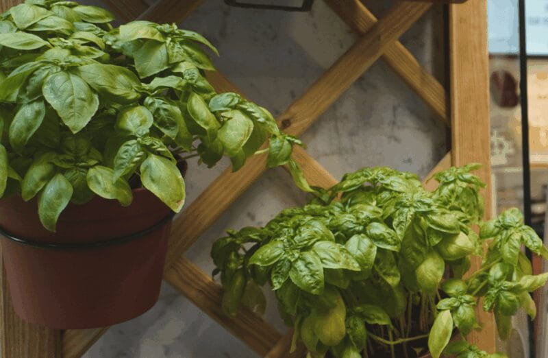 1.5 Hour Food Guided Tour & Sightseeing in Genoa - The Sum Up