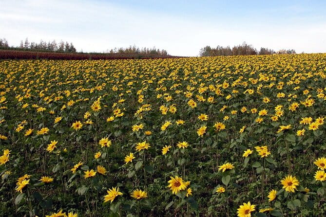 1 Day Fascinating Asahidake and Biei Discovery Tour in Hokkaido - Important Information and Conditions