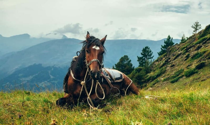 1 Day Horse Riding Adventure in Borjomi Mountains - The Horseback Ride: What to Expect
