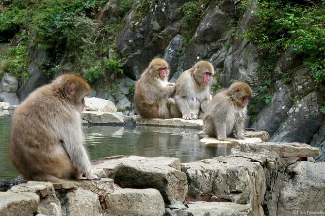 1-Day Private Snow Monkey ZenkoJi Temple & SakeTasting NaganoTour - Exploring the ZenkoJi Temple