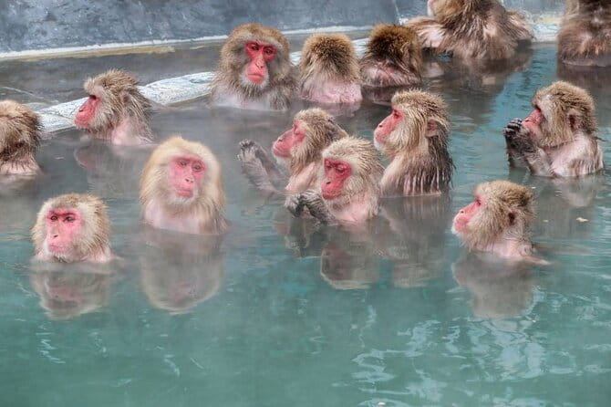 1-Day Private Snow Monkey ZenkoJi Temple & SakeTasting NaganoTour - Sake Tasting Experience