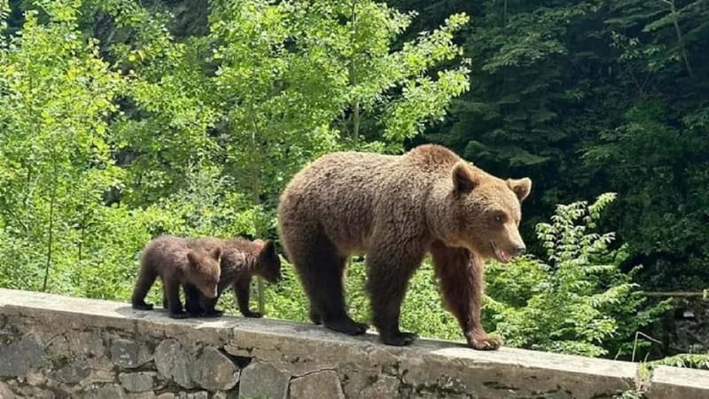 1 Day Private Tour of Famous Top Gear Road Transfagarasan - The Itinerary in Detail: What to Expect