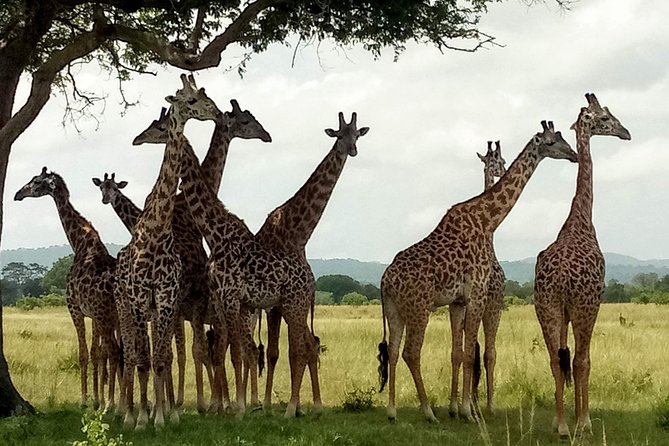 1 Day Safari to Mikumi National Park - Wildlife Sightings