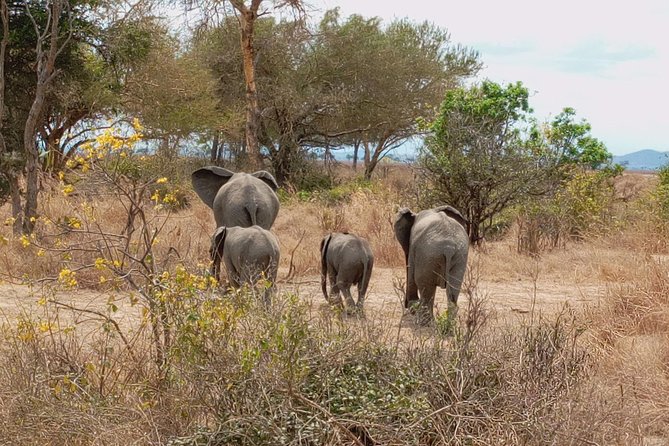 1 Day Safari to Mikumi National Park - Cancellation Policy