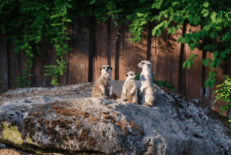 1-day ticket for Schwerin Zoo - Key points / Takeaways