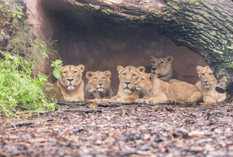 1-day ticket for Schwerin Zoo - Practical Tips for Visiting Schwerin Zoo