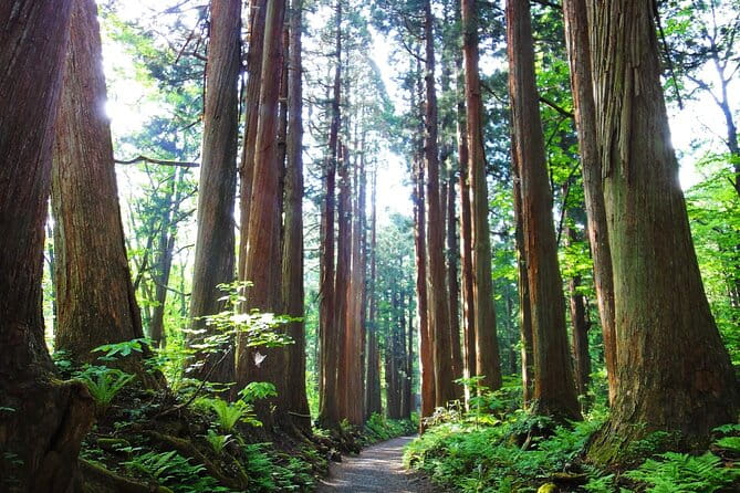 1-Day Togakushi Tour: Soba Making, Ninja Town, and Hidden Shrines - Dietary Restrictions and Infant Policy