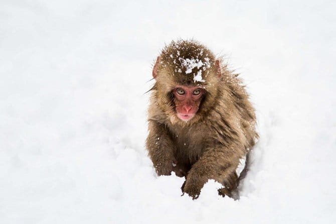 1-Day Winter Tour From Nozawa Onsen: Snow Monkeys, Zenko-ji Temple & Sake - Guest Experiences and Feedback