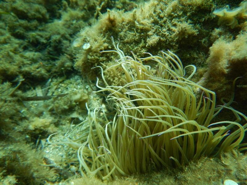 1-Hour Snorkeling Tour in Paraggi Bay, Portofino - Who This Experience Is Perfect For