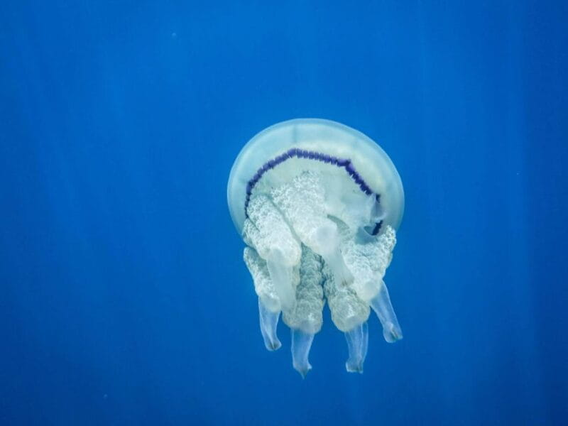 1-Hour Snorkeling Tour in Paraggi Bay, Portofino - The Sum Up