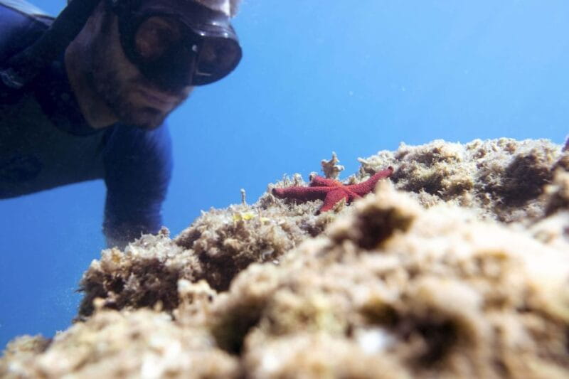 1-Hour Snorkeling Tour in Paraggi Bay, Portofino - FAQ