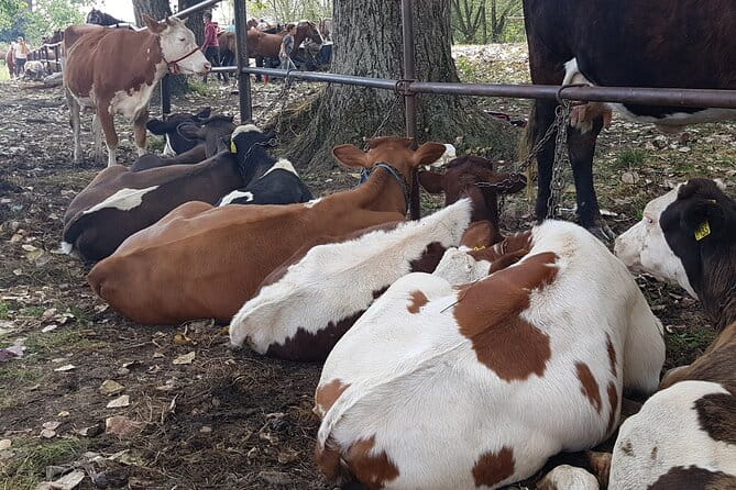 10 Days Private Tour in Romania from Bucharest - Who Is This Tour Best For?