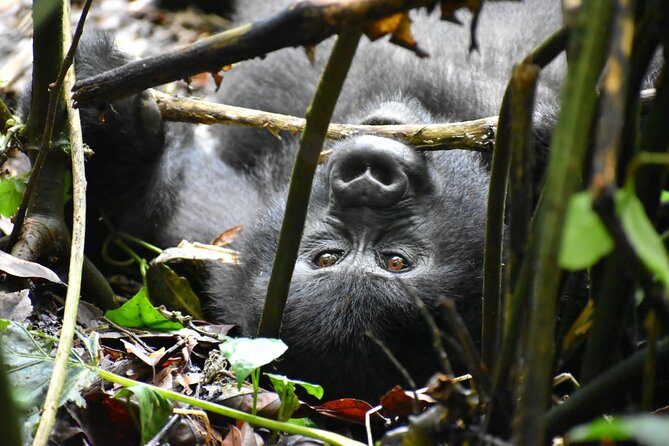 10 Days Uganda Safari With Gorillas - Gorilla Trekking in Bwindi