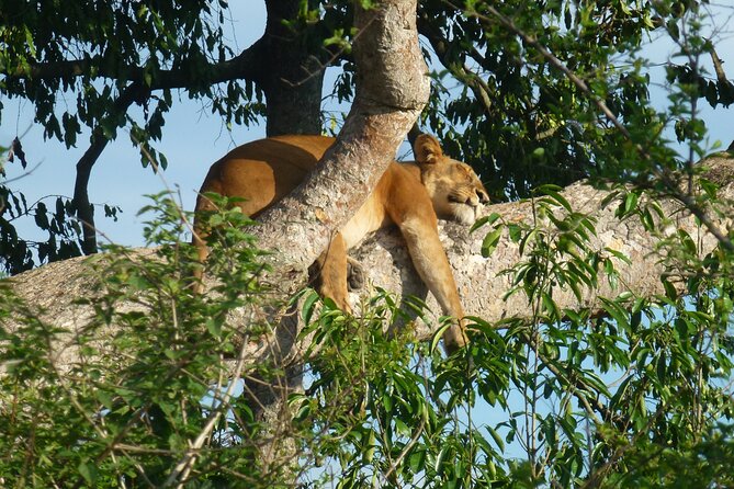 10 Days Uganda Safari With Gorillas - Tour Inclusions and Exclusions