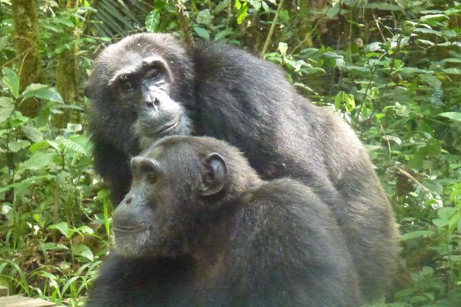 10 Days Uganda Safari With Gorillas - Pricing and Lowest Price Guarantee