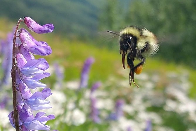 11 Am Wilderness, Wildlife, Glacier Experience From Anchorage - Customer Reviews and Experiences