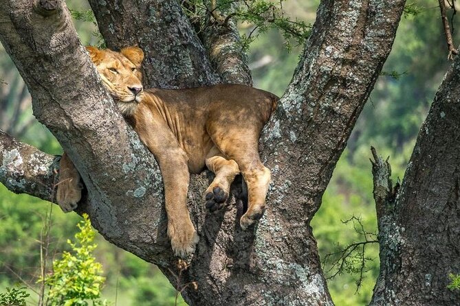 14 Days Uganda Safari Adventure, Gorilla Trekking and WildlifeTour - Chimpanzee Tracking