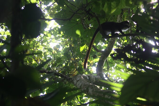 14 Days Uganda Safari Adventure, Gorilla Trekking and WildlifeTour - Accommodations and Meals