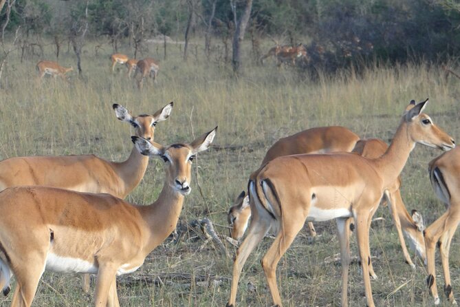 14 Days Uganda Safari Adventure, Gorilla Trekking and WildlifeTour - Transportation and Guide