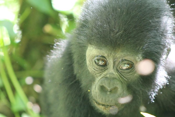 15-DAY Gorilla and Chimps Trekking, Big 5 and Nature Sighting Safari - Famous Reserves Exploration