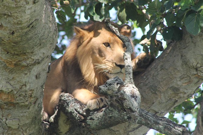 15-DAY Gorilla and Chimps Trekking, Big 5 and Nature Sighting Safari - Accommodation and Meals