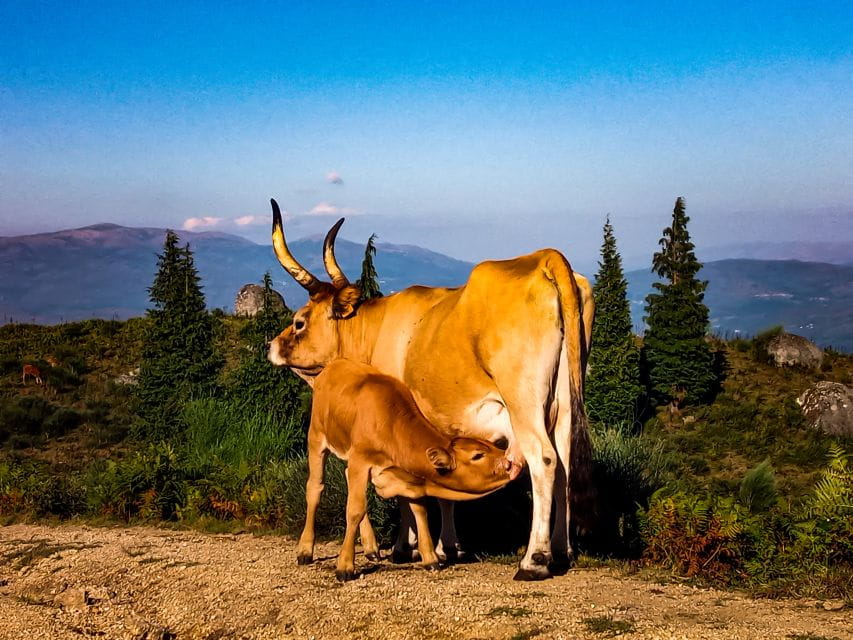 1h Buggy Tour • Arcos De Valdevez • Peneda Gerês - Suitability and Exclusions