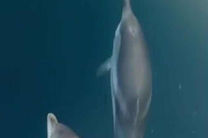 2.5 Hours Sunset Tour With Aperitif in Search of Dolphins - Meeting and Pickup