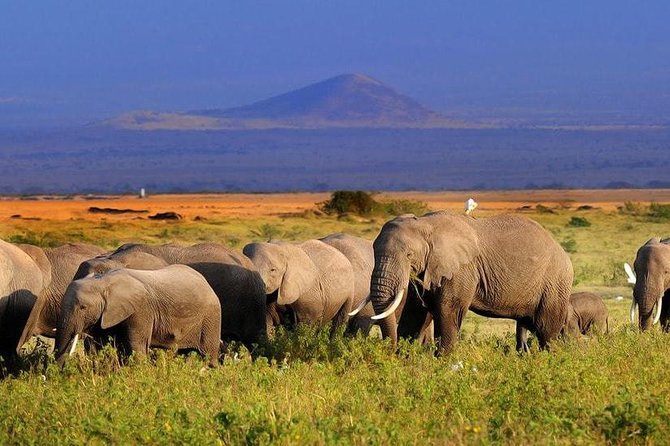 2-Day Amboseli National Park Safari- Daily Departures - Tour Details