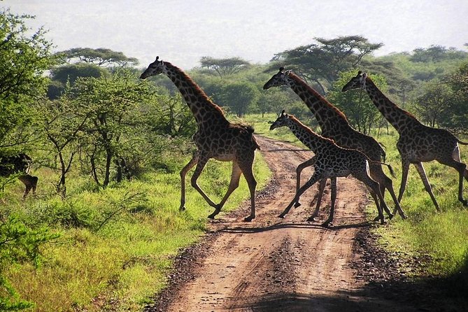 2-Day Amboseli National Park Safari- Daily Departures - Accommodation and Meals