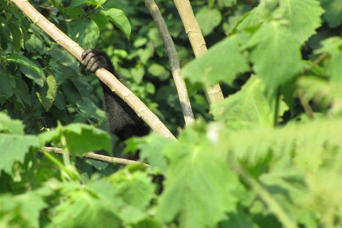 2 Day Gorilla Trekking Safari in Uganda via Kigali - Dining Experiences