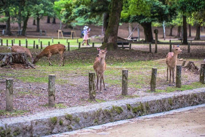 2 Day Kyoto and Nara Tour From Tokyo - Inclusions