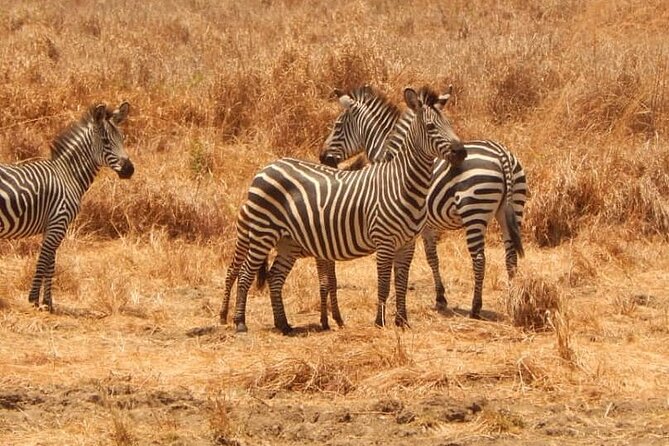 2-Day Private Mikumi National Park Tour From Dar Es Salaam - Meeting and Pickup