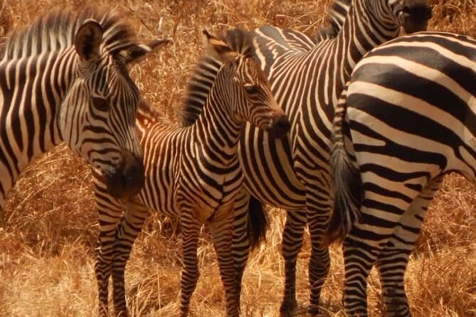 2-Day Private Mikumi National Park Tour From Dar Es Salaam - Highlights of Mikumi National Park