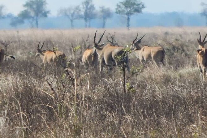 2-Day Private Mikumi National Park Tour From Dar Es Salaam - Booking and Cancellation Policy