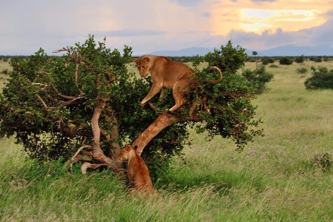 2-Day Private Tour in Masai Mara With Pick up - Included Amenities
