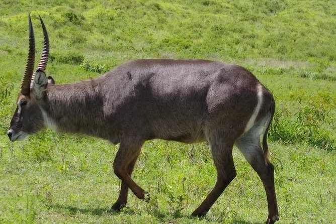 2 Day Safari Tarangire and Ngorongoro Crater - Accommodation and Meals