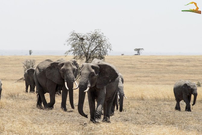 2 Day Serengeti Safari Experience From Mwanza - Explore the Serengeti