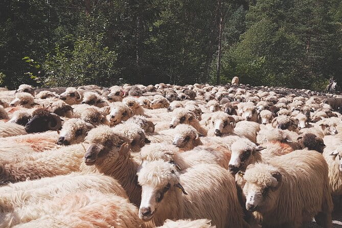 2-Day Small-Group Tour in Transylvania from Bucharest - Maximum 5 Persons - The Sum Up