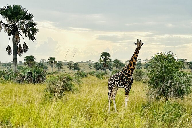 2 Days Budget Safari to Murchison Falls National Park - Pickup and Timings