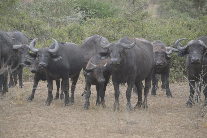 2-days Murchison Falls and Wildlife Game Viewing - Wildlife Encounters