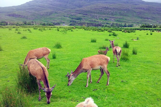 2 Days on the Loch Ness Canal of Caledonia and the Highlands - Loch an Eilein and Cairngorms